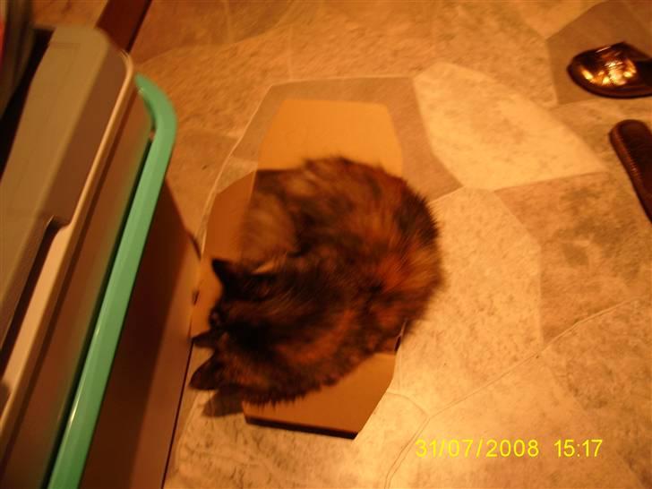 Maine Coon Tilde - Når man er træt ska man sove lige meget hvor det er ! :) billede 5