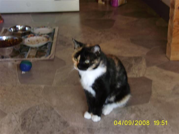 Huskat Sussie - Flot og elegant mis:) billede 1