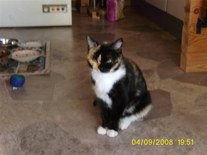 Huskat Sussie - Fotogen kat sidder og venter på middagsmad :) billede 2