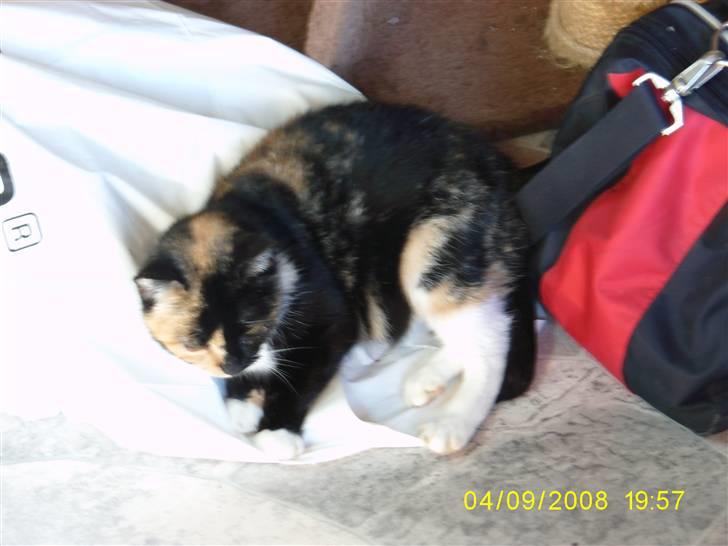 Huskat Sussie - Vi tager lige en lur midt oveni alt rodet! ;) billede 3