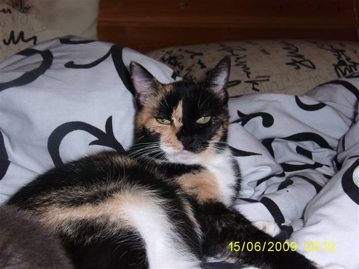 Huskat Sussie - Sussie ligger og hygger i sengen:) billede 4