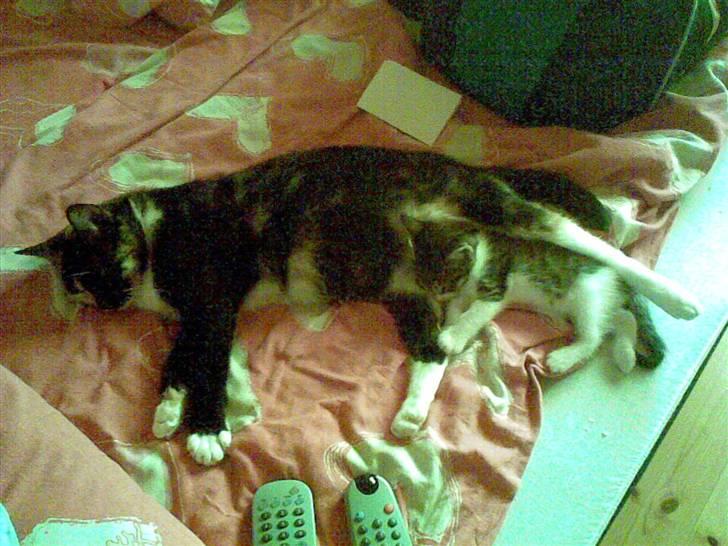 Huskat Sussie - Sussie ligger i sengen og hygger med hendes 5 uger gamle killing;) billede 5