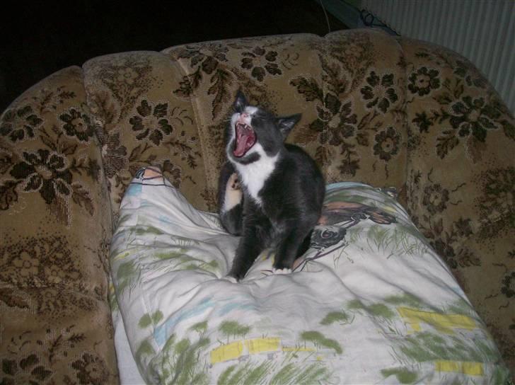 Huskat Musling R.I.P. d. 28/12 - 20# Gaab! billede 20