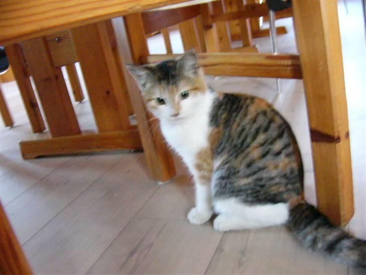 Blanding af racer R.I.P Andersine mis - her er andersine mis billede 1