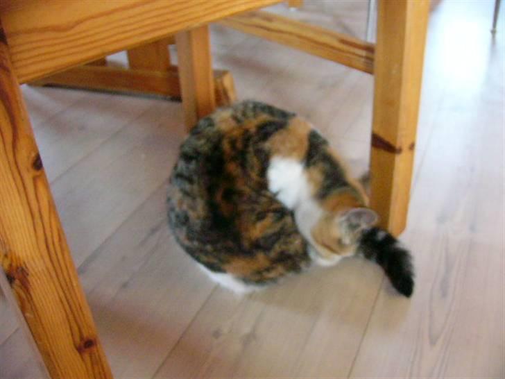 Blanding af racer R.I.P Andersine mis - det klør billede 2