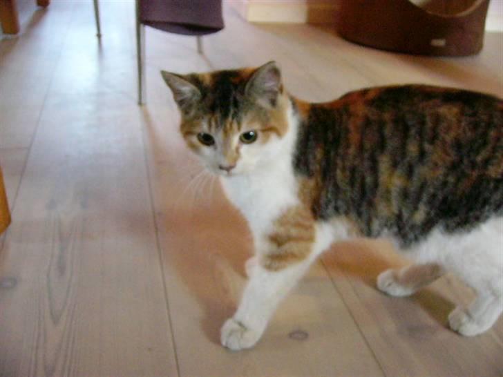 Blanding af racer R.I.P Andersine mis - heh tag du billeder af mig billede 3