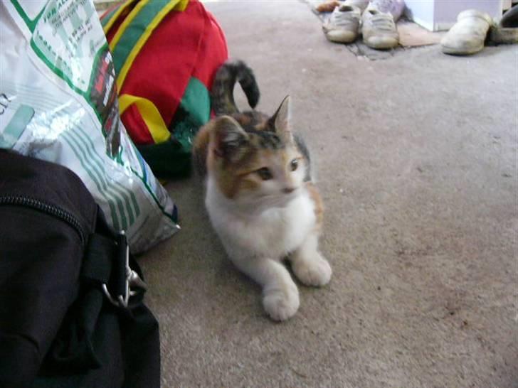 Blanding af racer R.I.P Andersine mis - ??? billede 4