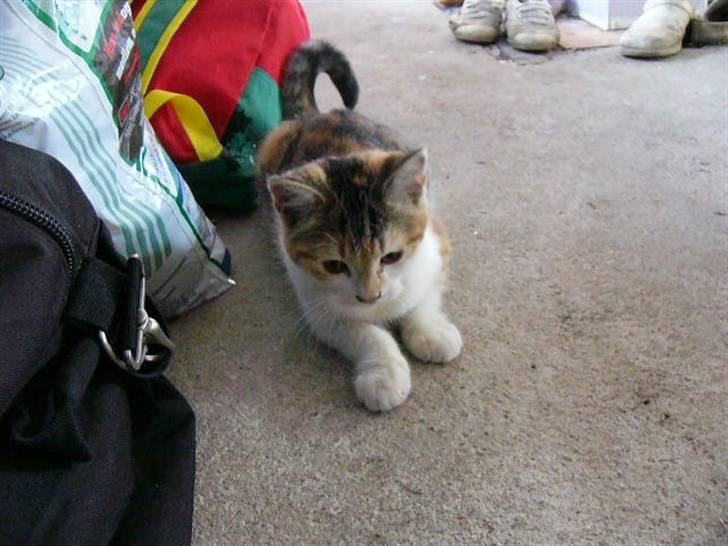 Blanding af racer R.I.P Andersine mis - hej hej billede 5