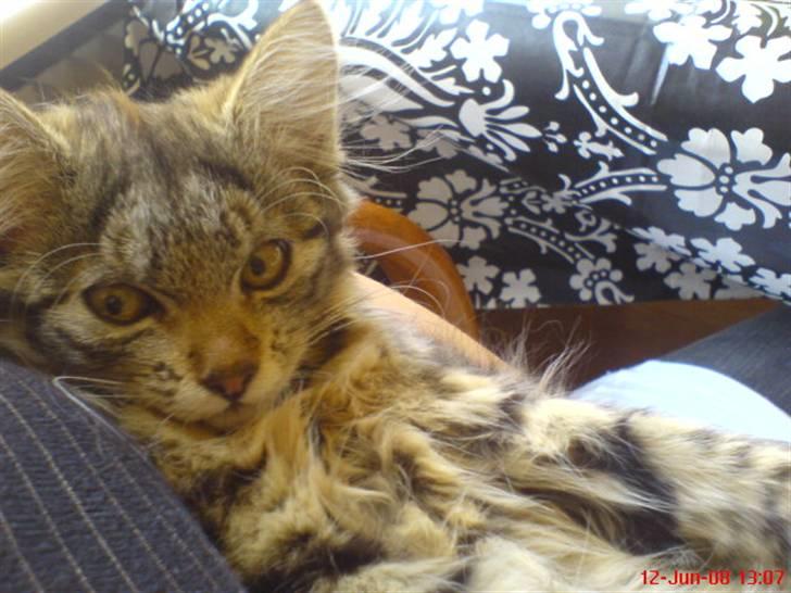 Blanding af racer Cirkeline billede 1