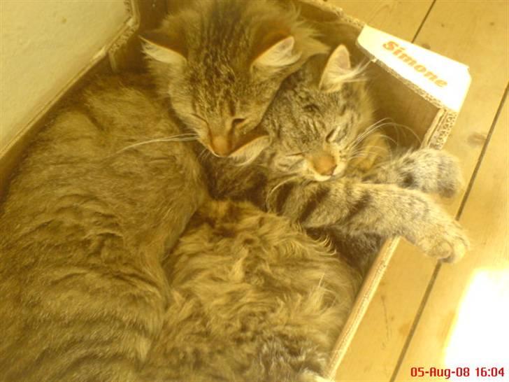 Blanding af racer Cirkeline - Cirkeline til højre og cirkelines mor til venstre (:       billede 2