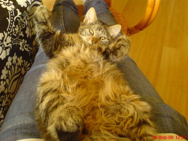 Blanding af racer Cirkeline - lidt legesyg må man godt være selv om man er en baby billede 3