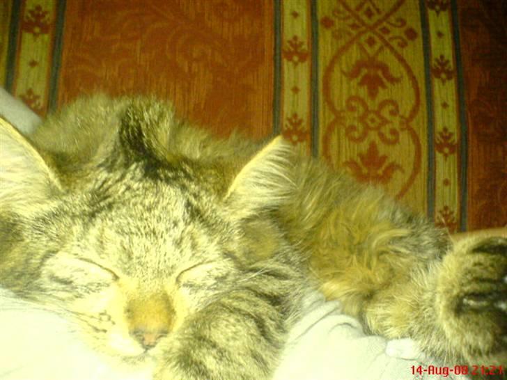 Blanding af racer Cirkeline - Mor har sat mit, er jeg ikke fin ! billede 4