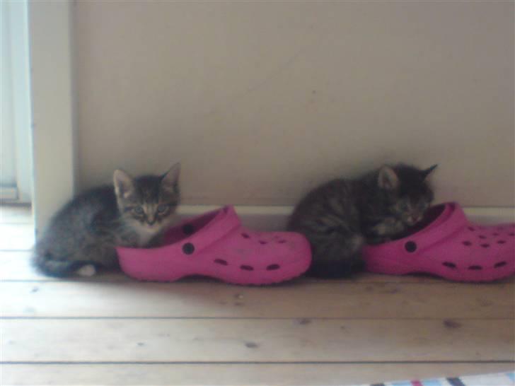 Blanding af racer Cirkeline - cirkeline til højre og søster til venstre billede 5