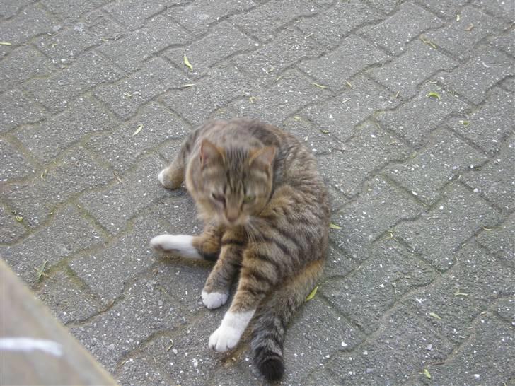 Huskat Sofus billede 1