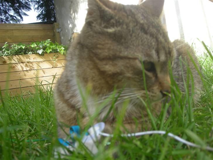 Huskat Sofus billede 2