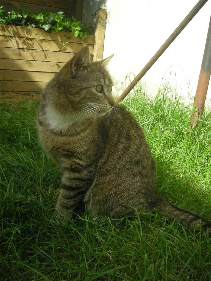 Huskat Sofus billede 3