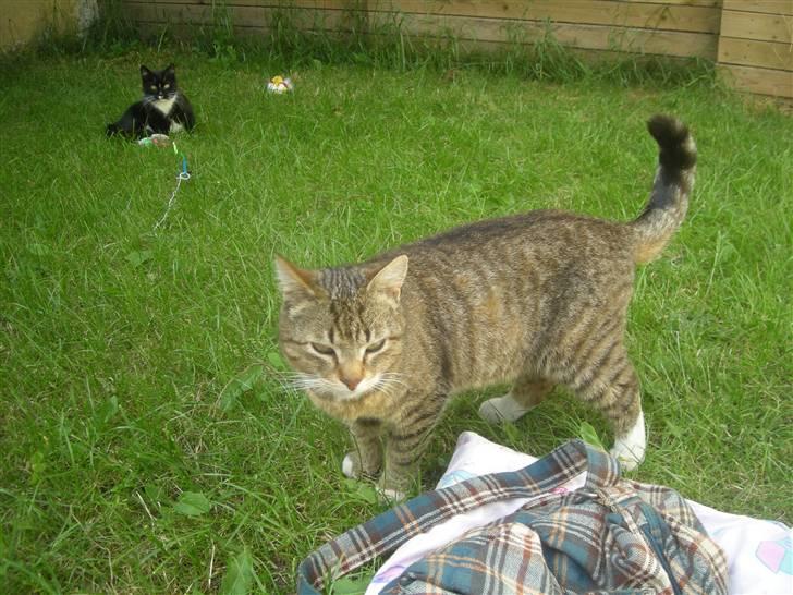 Huskat Sofus billede 4