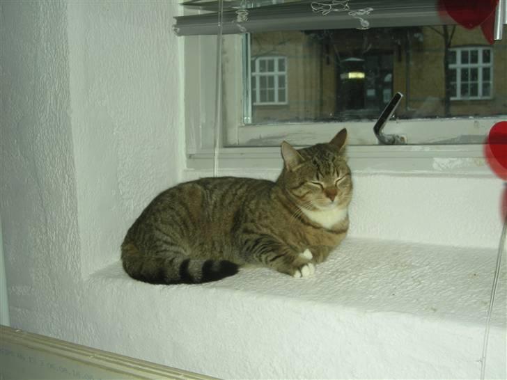 Huskat Sofus billede 6