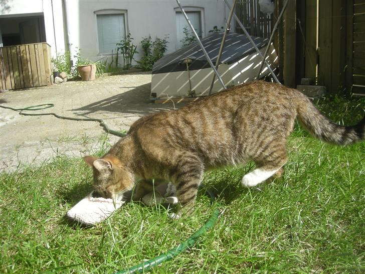 Huskat Sofus billede 7