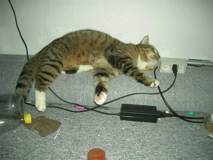 Huskat Sofus billede 8