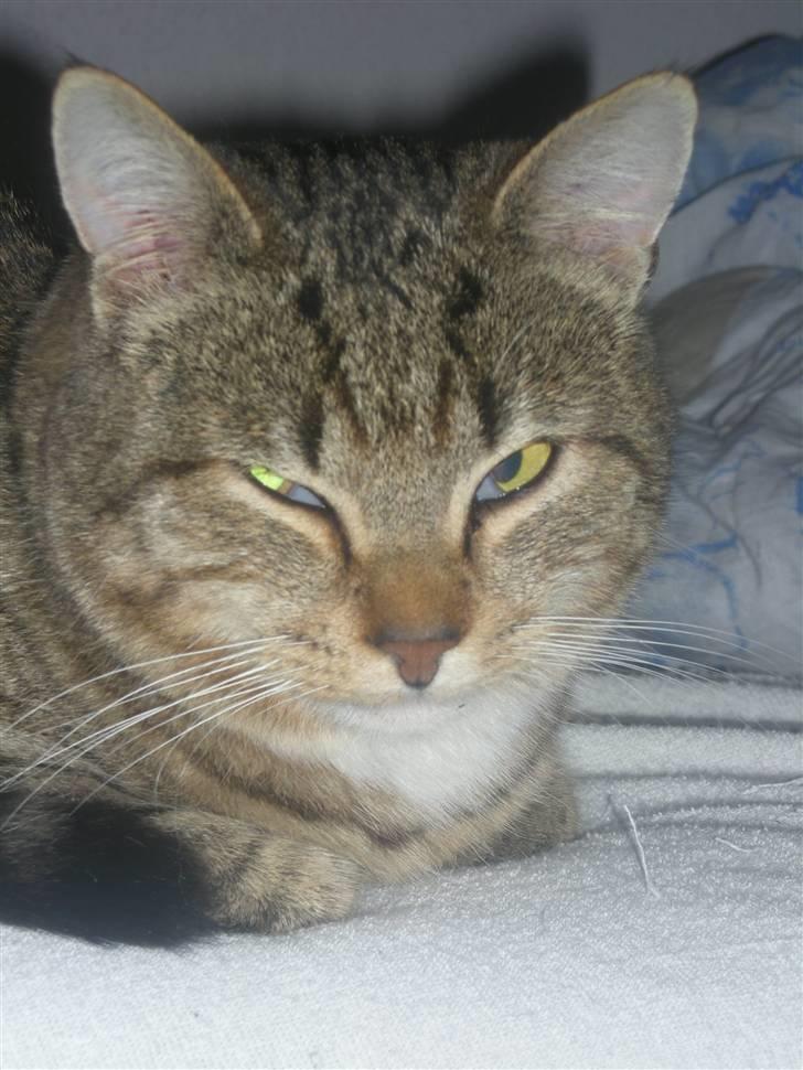 Huskat Sofus billede 10