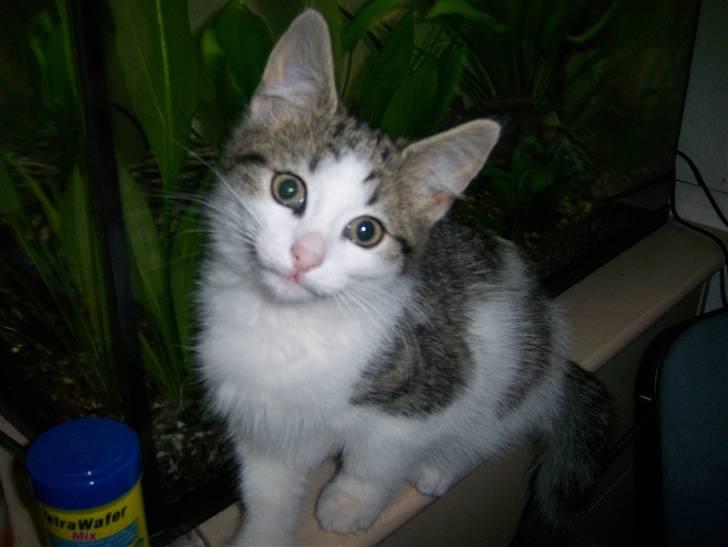 Norsk Skovkat Cleo - Smukke Cleo musen <3 Jah hun ER norsk skovkat, pelsen kommer senere. No rush! billede 1