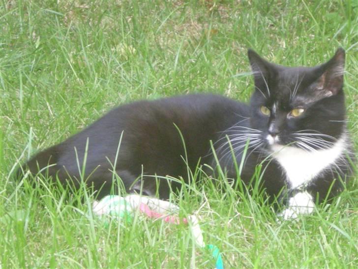 Huskat Ole - charme charme i haven. billede 1