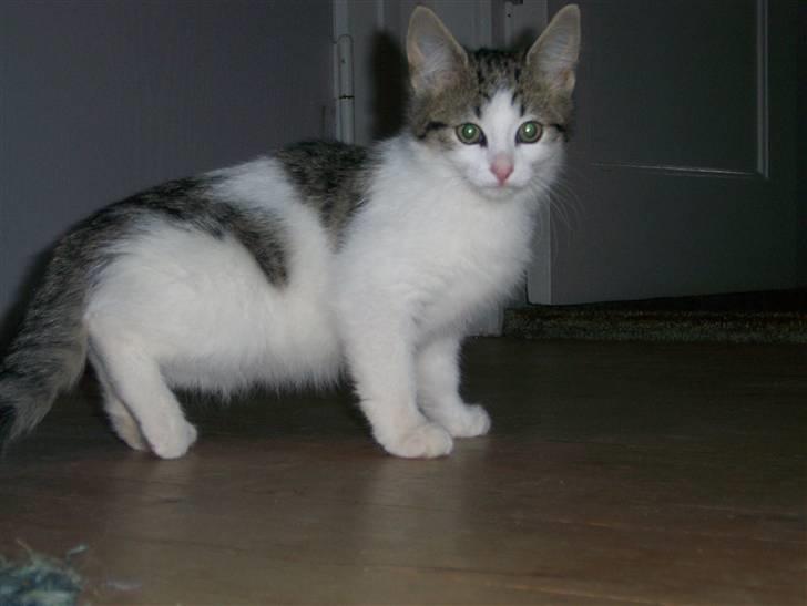 Norsk Skovkat Cleo - Så smuk og fin <3 billede 2