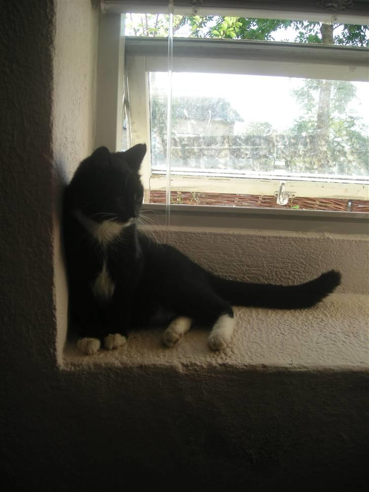 Huskat Ole - Ole på sin plads da vi boede ved min far. billede 2