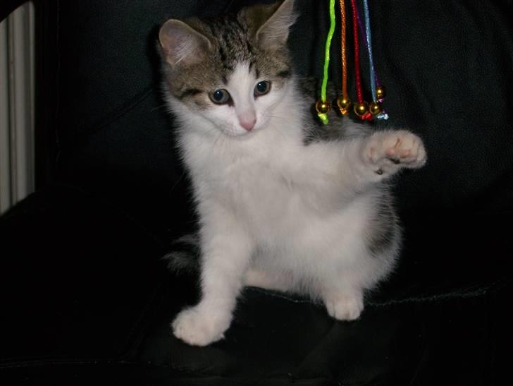 Norsk Skovkat Cleo - Pas på den farlige tigermis! billede 3