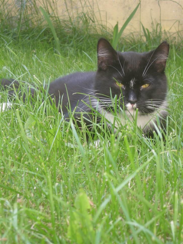 Huskat Ole - og charmen forsvndt. personligt er det, nok det grimmeste billed af Ole. billede 3