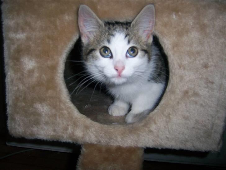 Norsk Skovkat Cleo - Tit tit billede 4