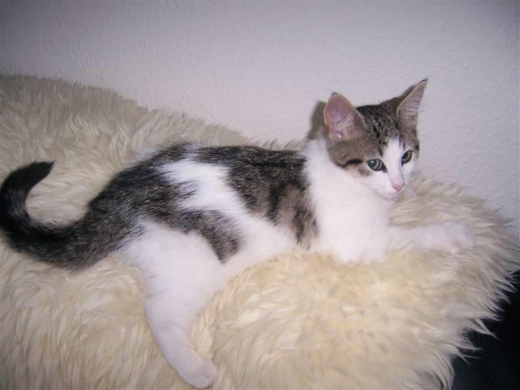 Norsk Skovkat Cleo - Uuuh der er så dejligt at ligge billede 5