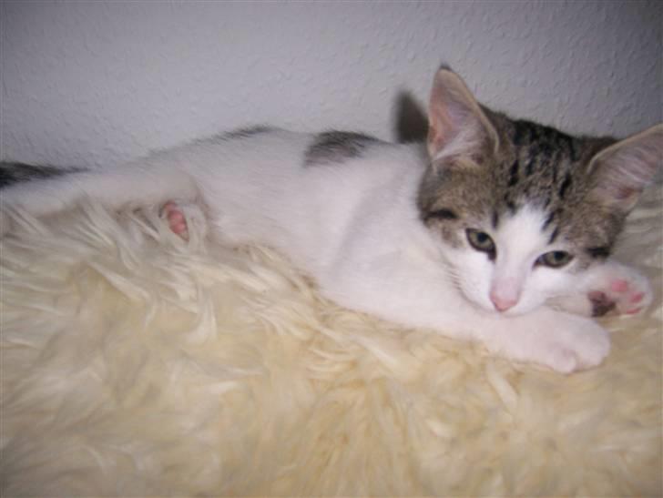 Norsk Skovkat Cleo billede 6