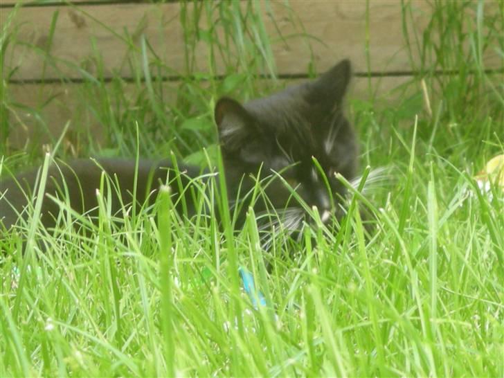 Huskat Ole - De skal ikke tro de kan finde mig. billede 5