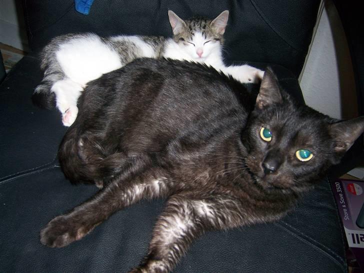 Norsk Skovkat Cleo - Cleo og Romeo putter <3 billede 7