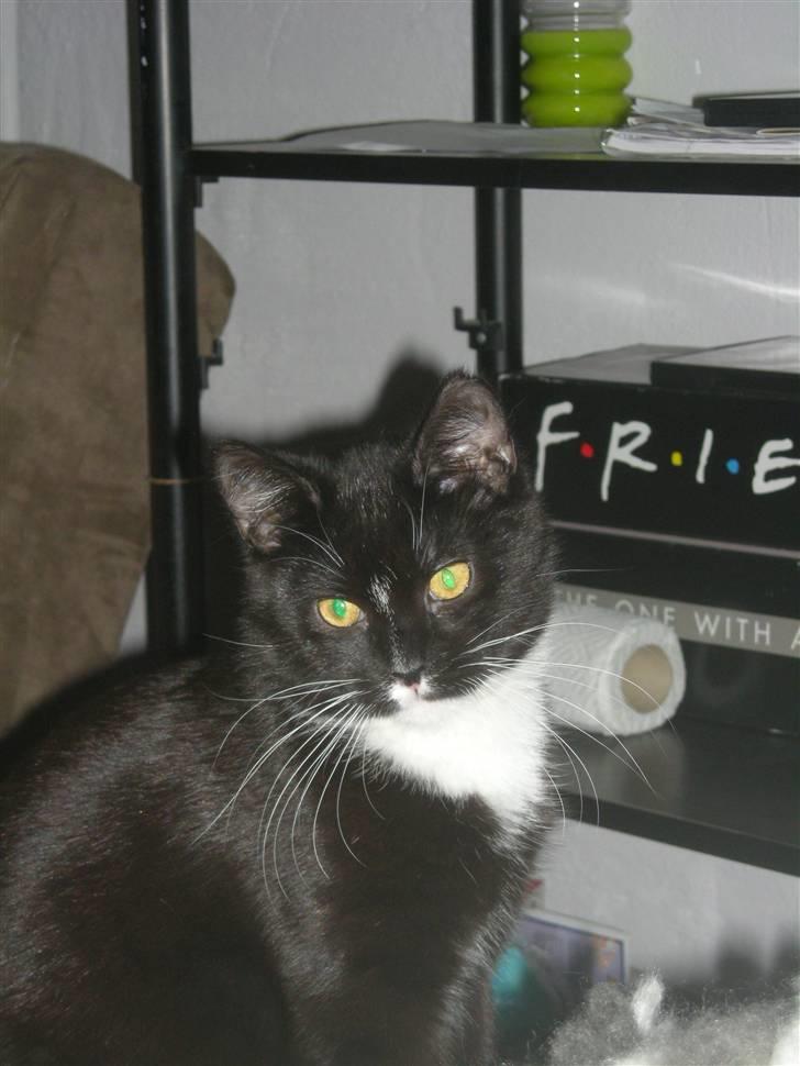 Huskat Ole - hva nu? billede 6