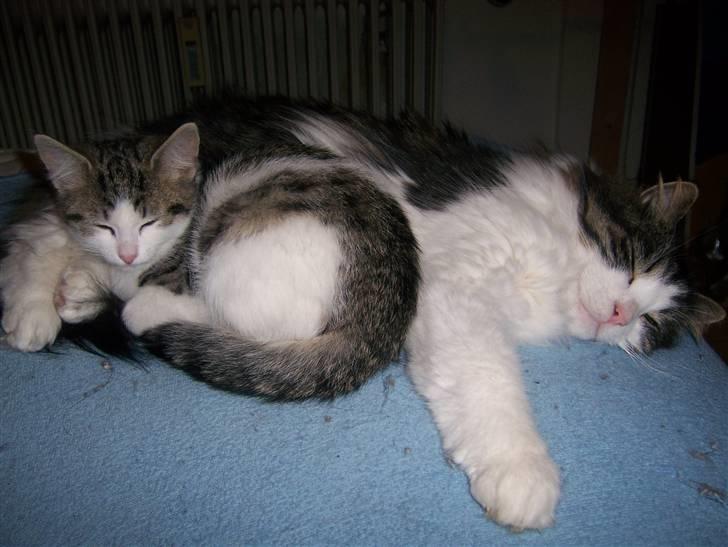 Norsk Skovkat Cleo - Cleo og Balder putter <3 billede 8