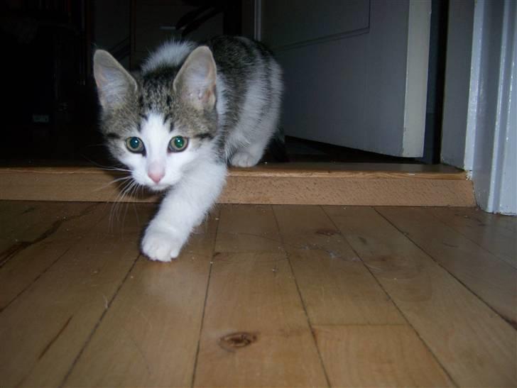 Norsk Skovkat Cleo billede 9