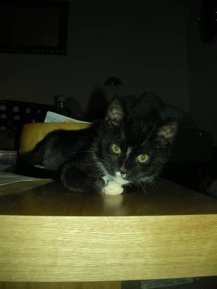 Huskat Ole - Lækker lækker.. billede 8