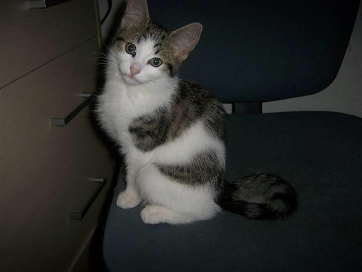 Norsk Skovkat Cleo billede 10