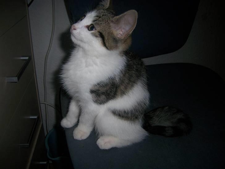 Norsk Skovkat Cleo - Cleo kigger på fiskene :) billede 11