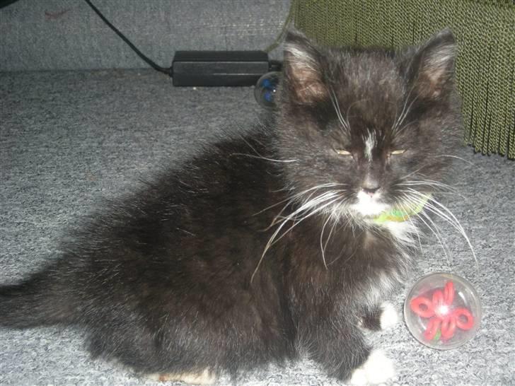 Huskat Ole - Vræææl... vil ikke ha taget billed. billede 10