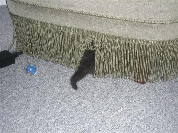 Huskat Ole - I kan ikke finde mig.. HAHA. billede 11