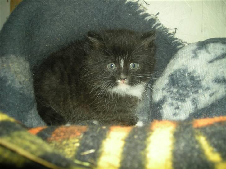 Huskat Ole - HEJ... billede 12