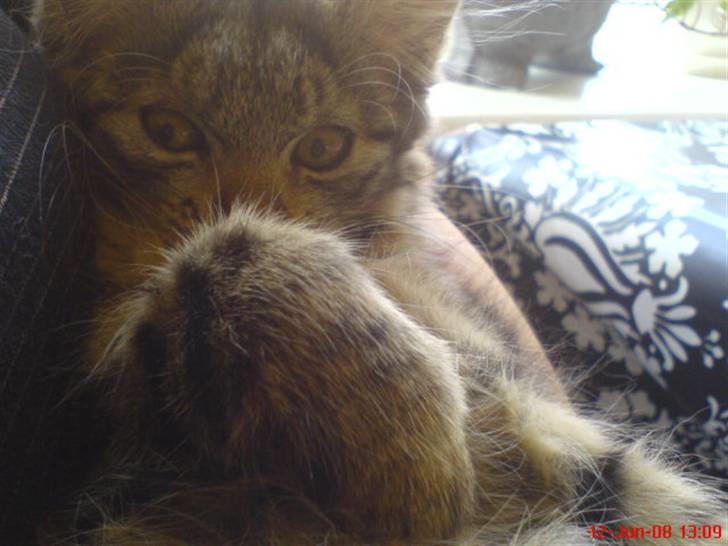 Blanding af racer Cirkeline - En bette pote billede 6