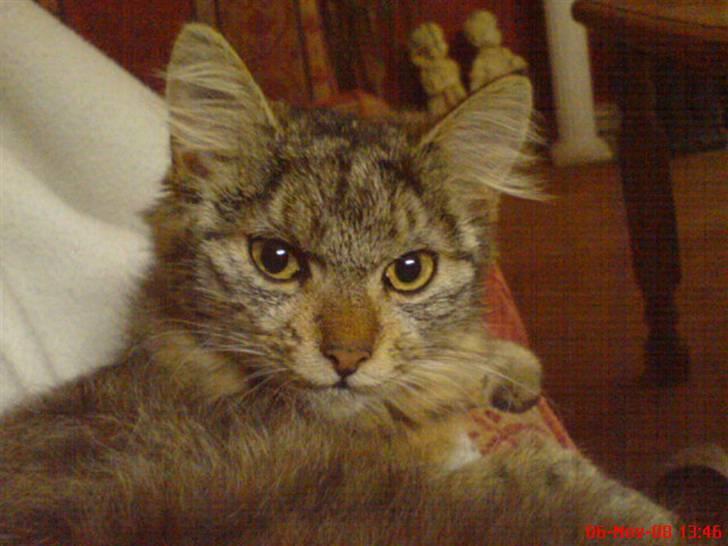 Blanding af racer Cirkeline - Hvem var det der vækkede mig ? billede 7