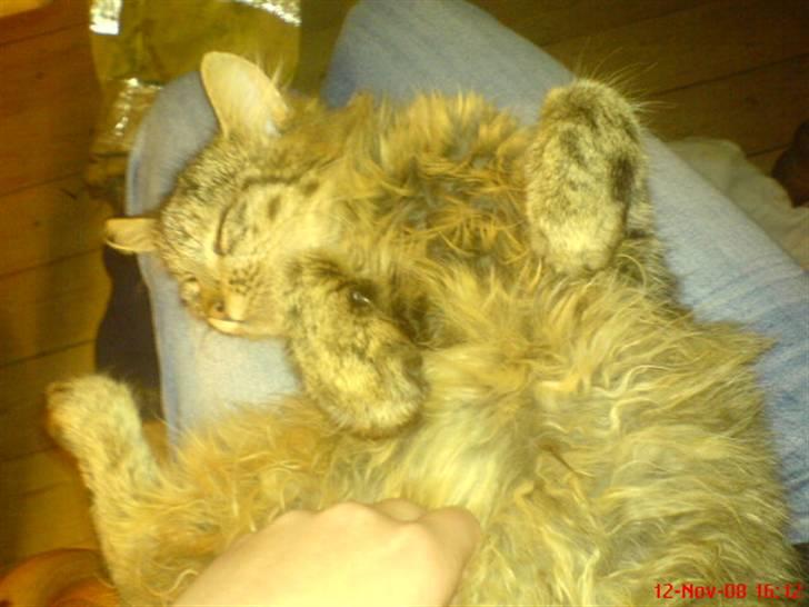 Blanding af racer Cirkeline - Det er dejligt at blive kløet på maven billede 8