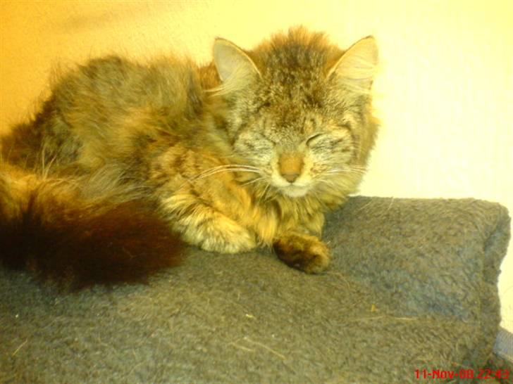 Blanding af racer Cirkeline - nu ser jeg sød ud ikk ? billede 10