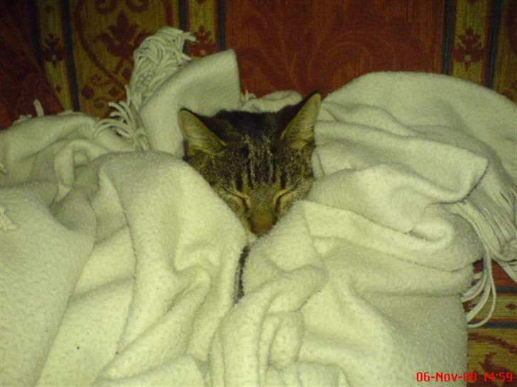 Blanding af racer Cirkeline - det min/cirkelines bedstemor Vimse billede 11